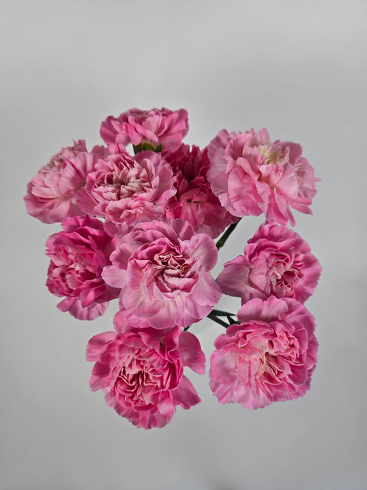 Pink a Boo Carnations
