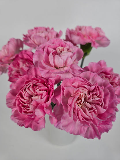 Pink a Boo Carnations