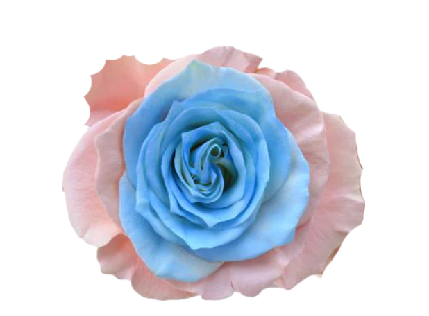 Pink and Blue Tinted Roses