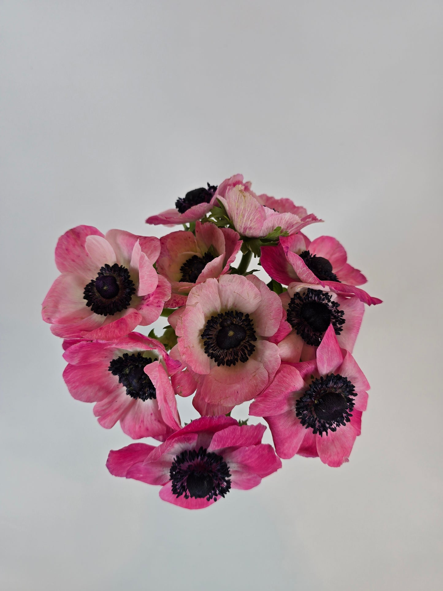 Pink Anemones