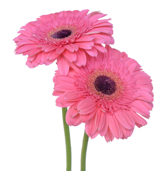 Pink Gerbera Daisies