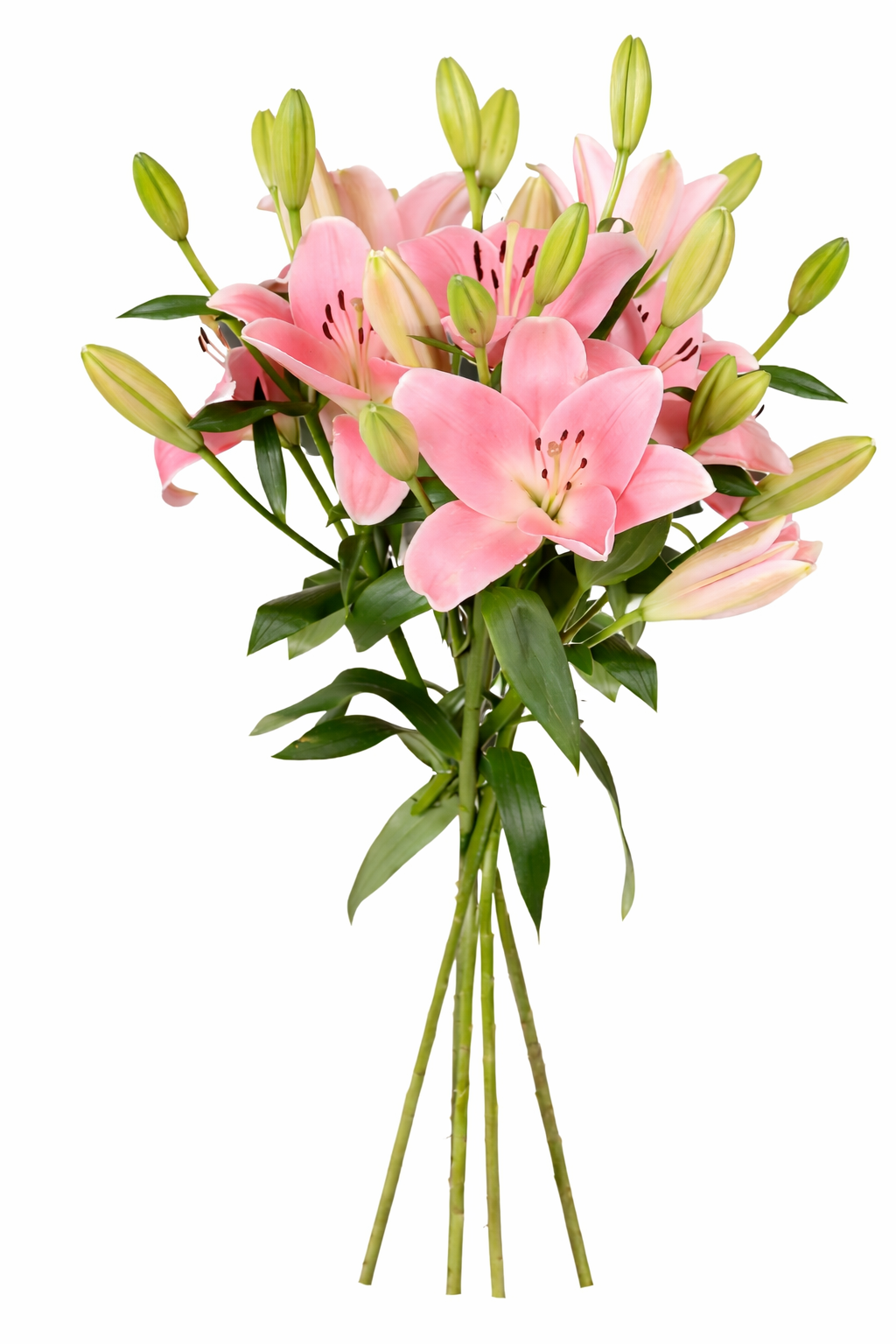 Pink Lilies