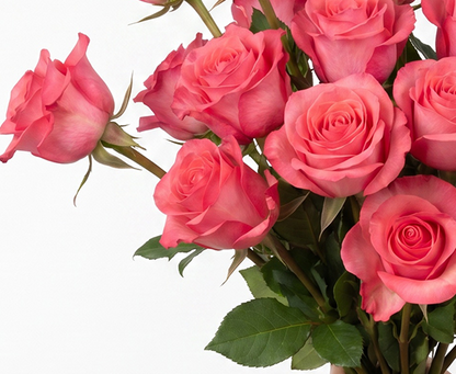 Pink Love Rose
