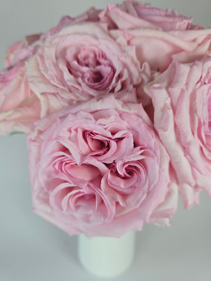 Pink Ohara Garden Rose