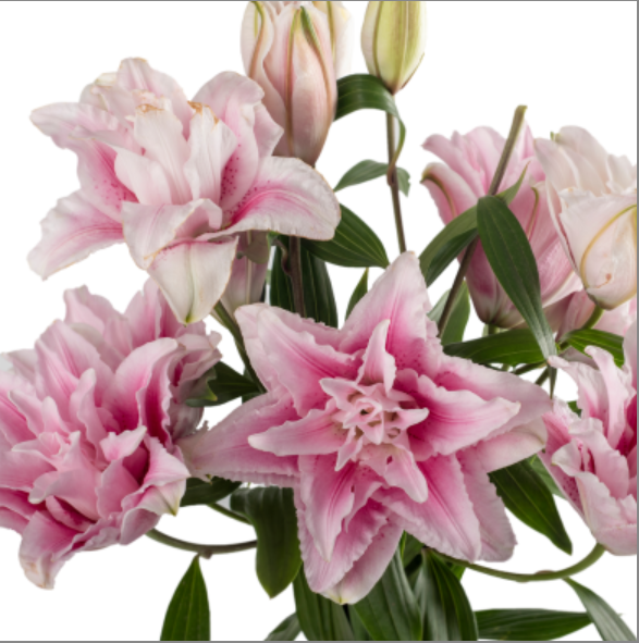 Pink Rose Double Lilies