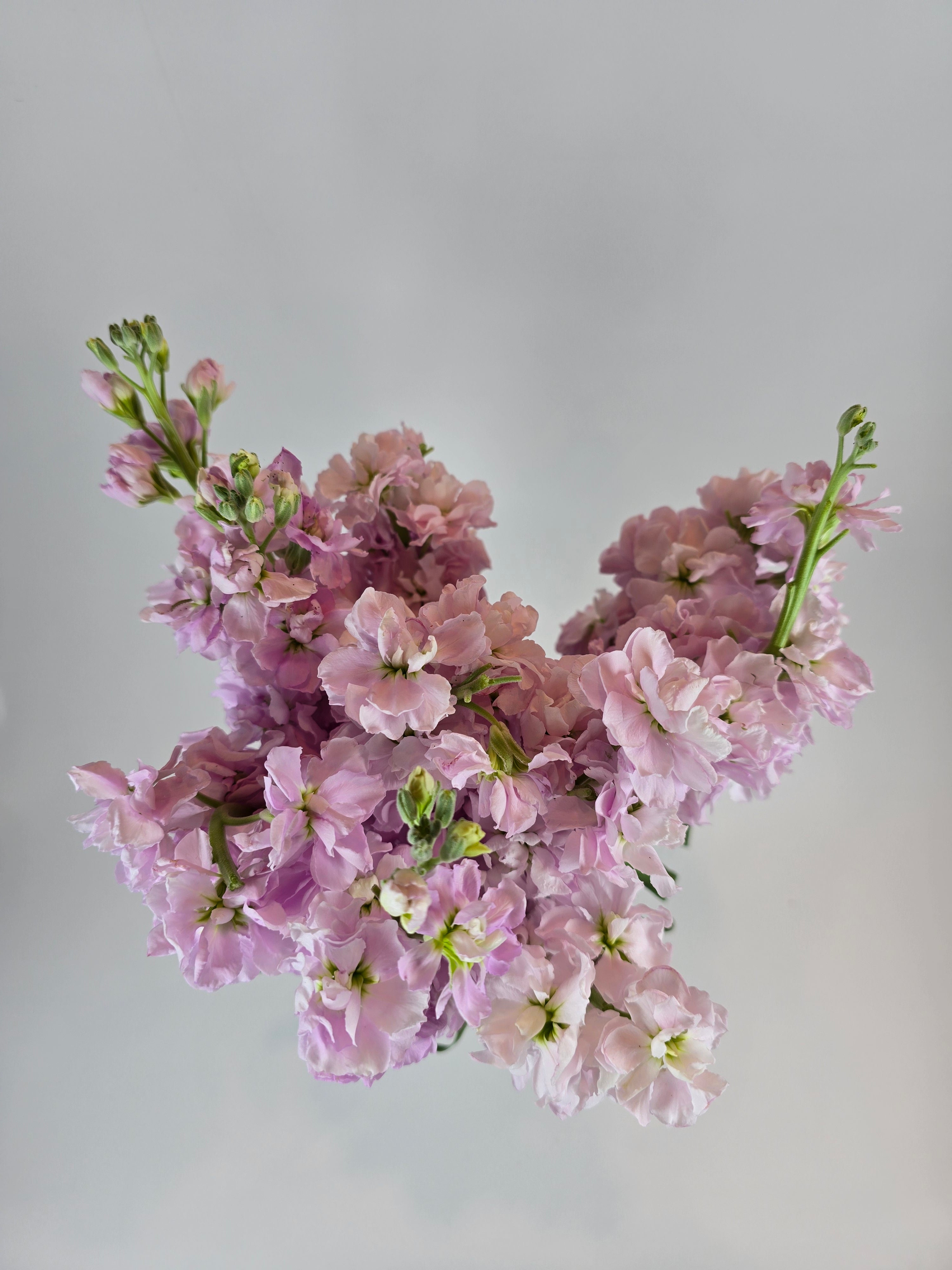 Pink Stock – The Flower Hype