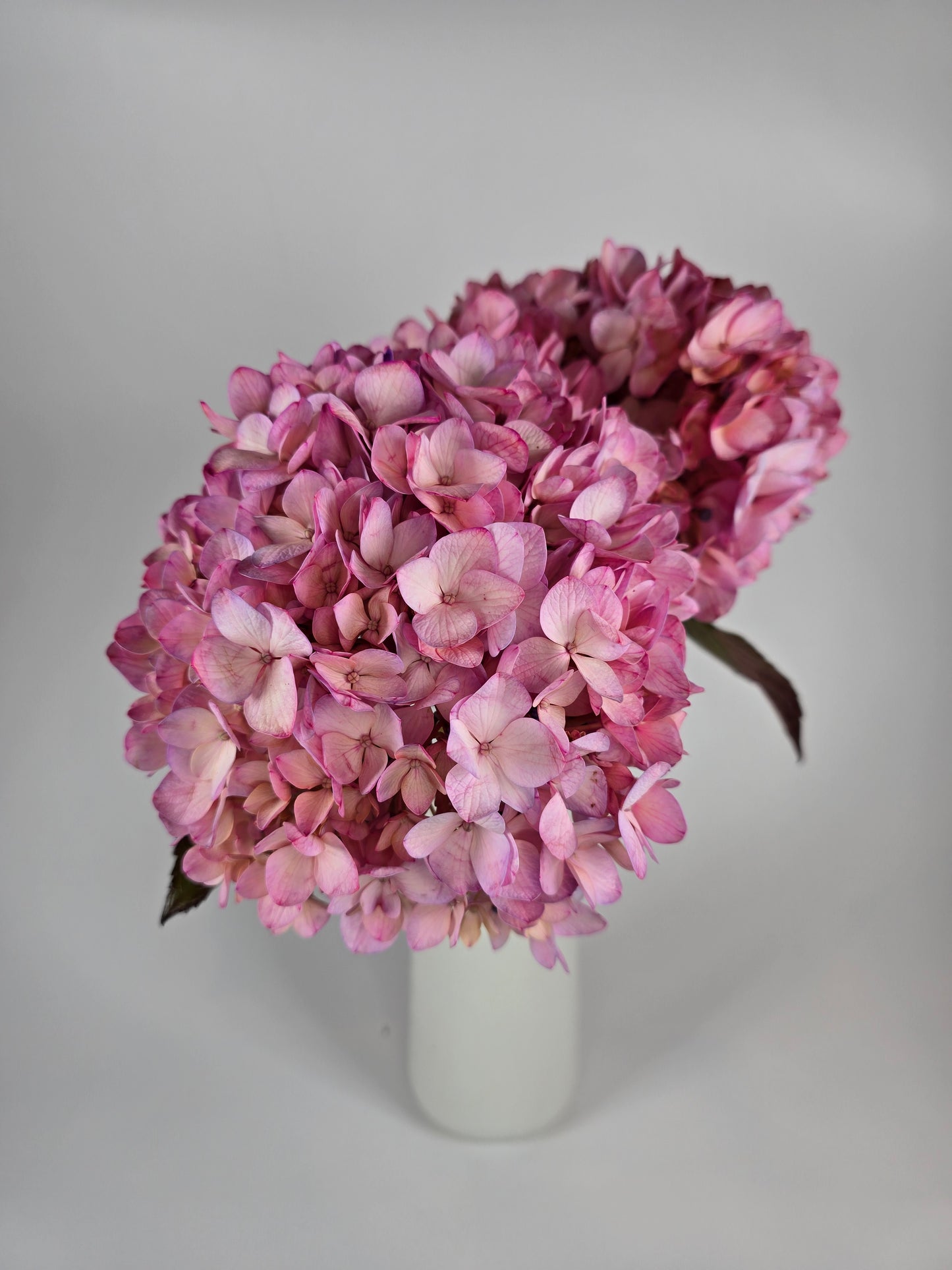 Pink Tinted Hydrangea