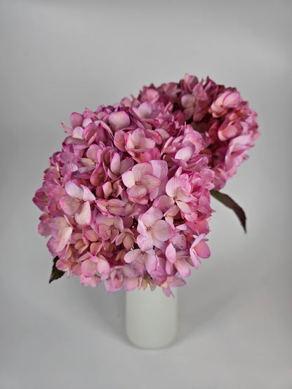 Pink Tinted Hydrangea