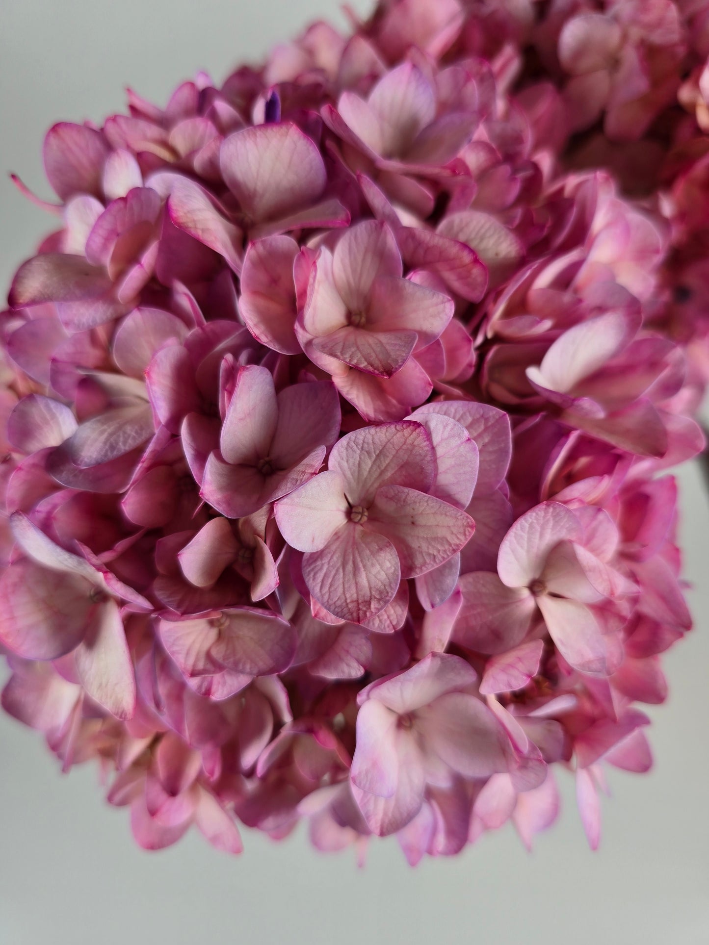 Pink Tinted Hydrangea