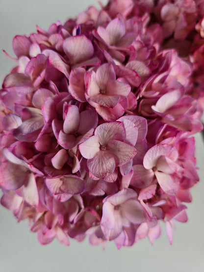 Pink Tinted Hydrangea