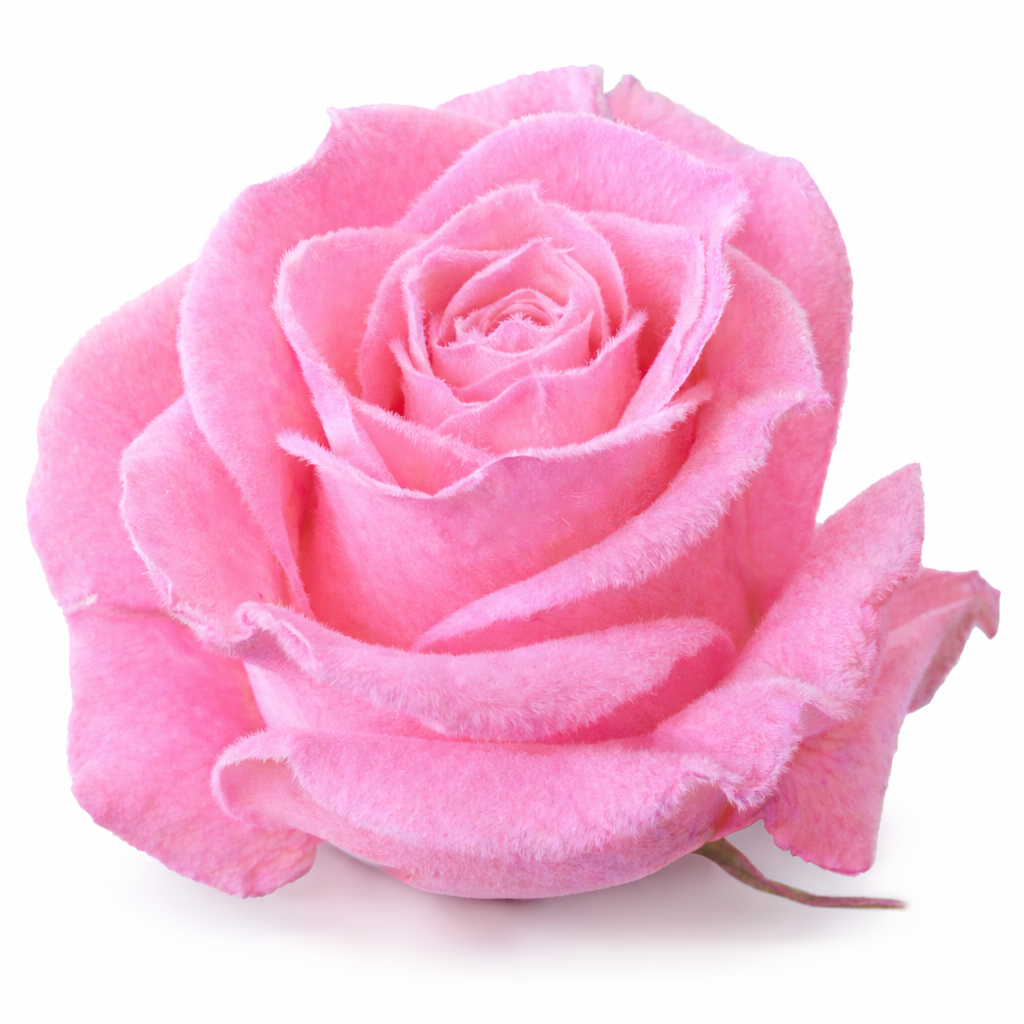 Pink Whisper Velvet Fresh Cut Roses