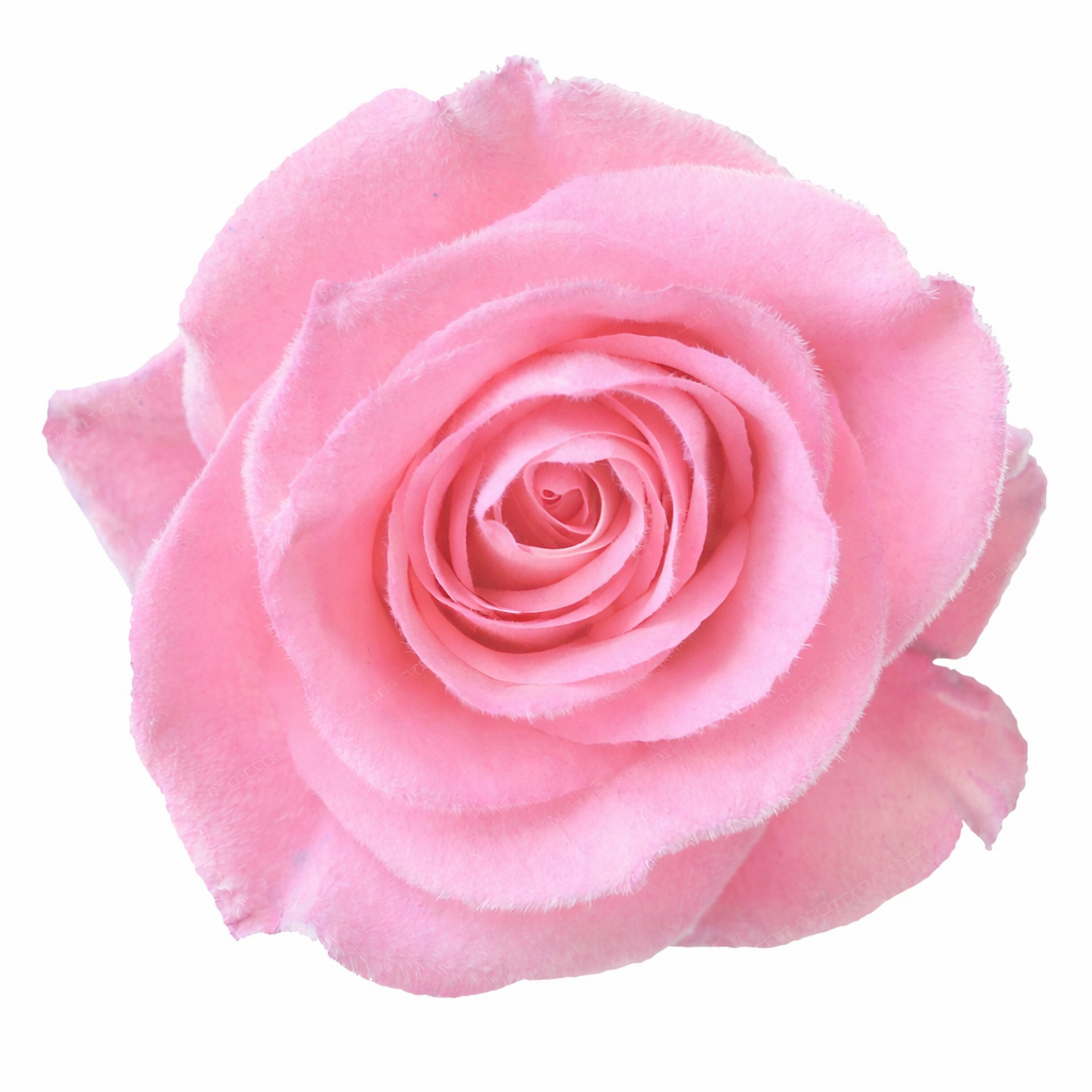 Pink Whisper Velvet Fresh Cut Roses