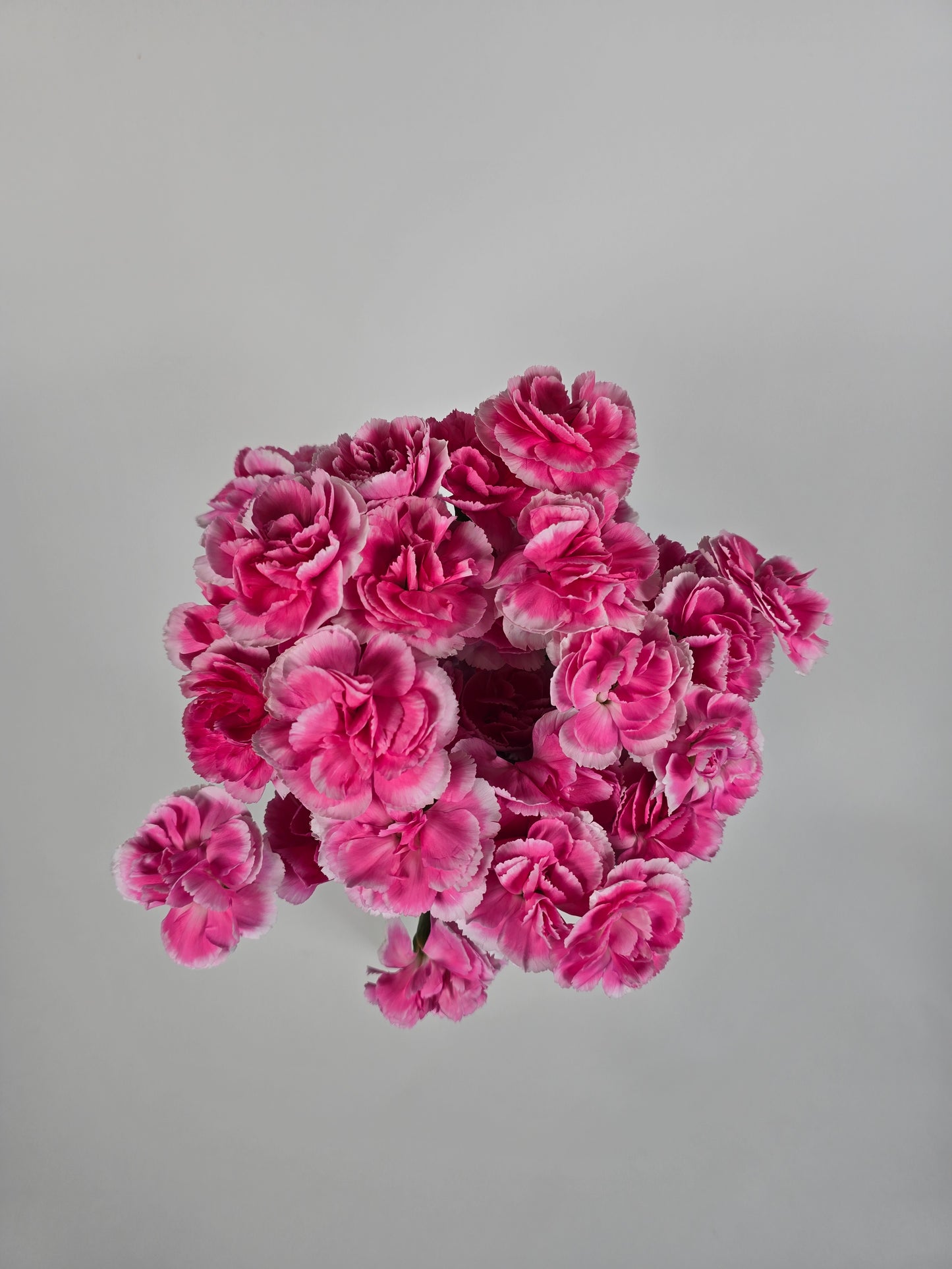 Pink with White Edges Spray Mini Carnations