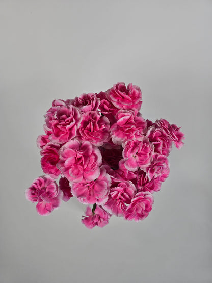 Pink with White Edges Spray Mini Carnations