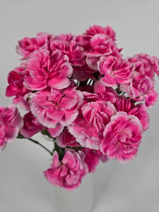 Pink with White Edges Spray Mini Carnations