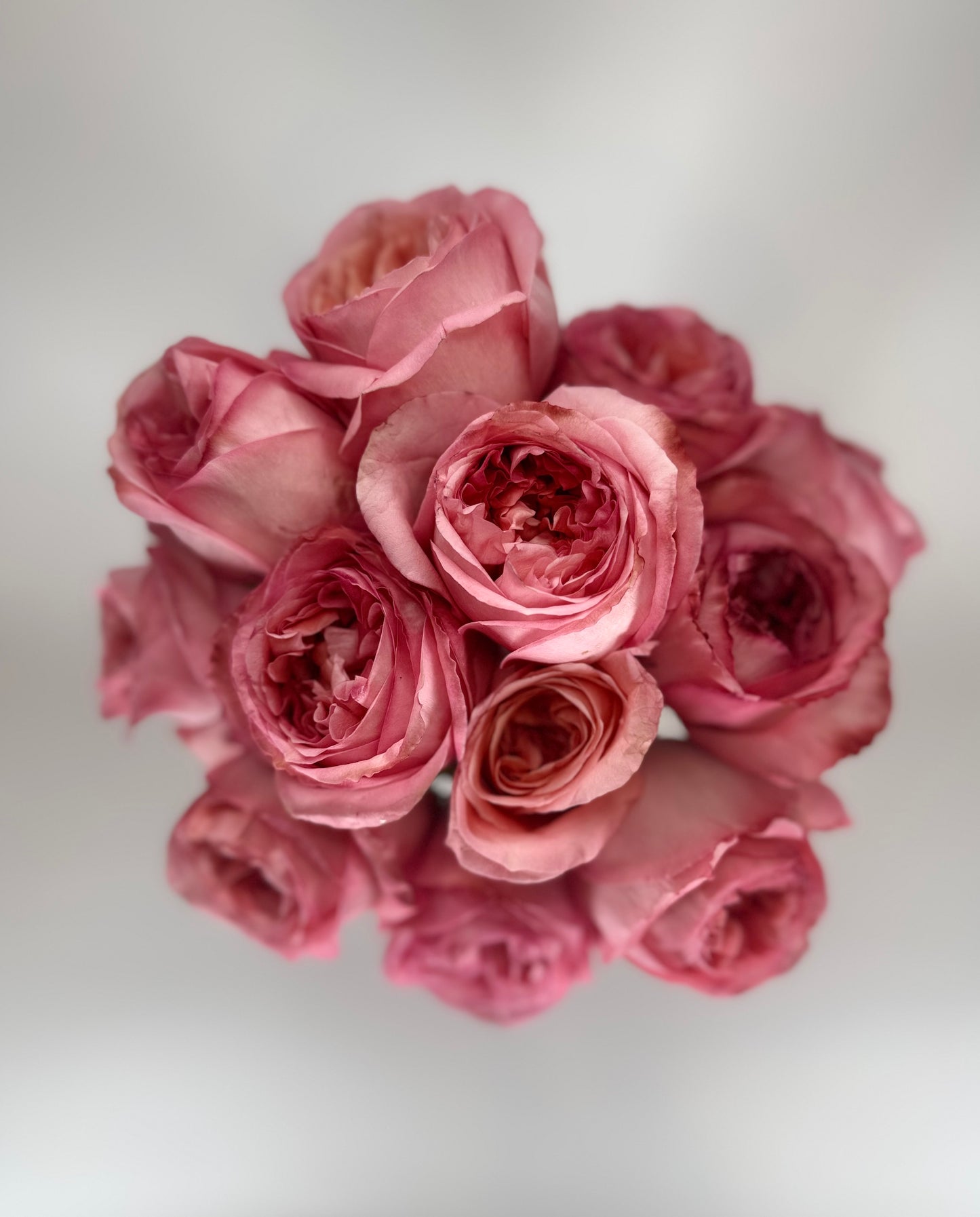 Pink Xpression Garden Rose