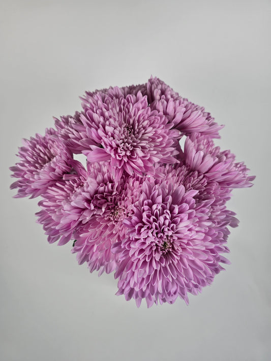 Pinky Lavender Cremons