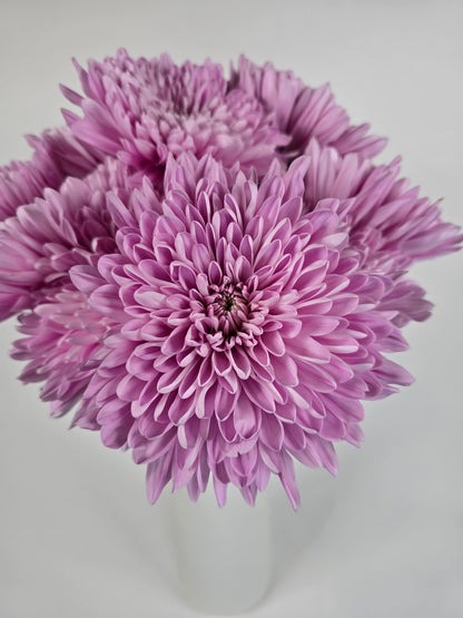 Pinky Lavender Cremons