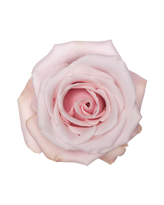 Pinky Promise Light Pink Rose