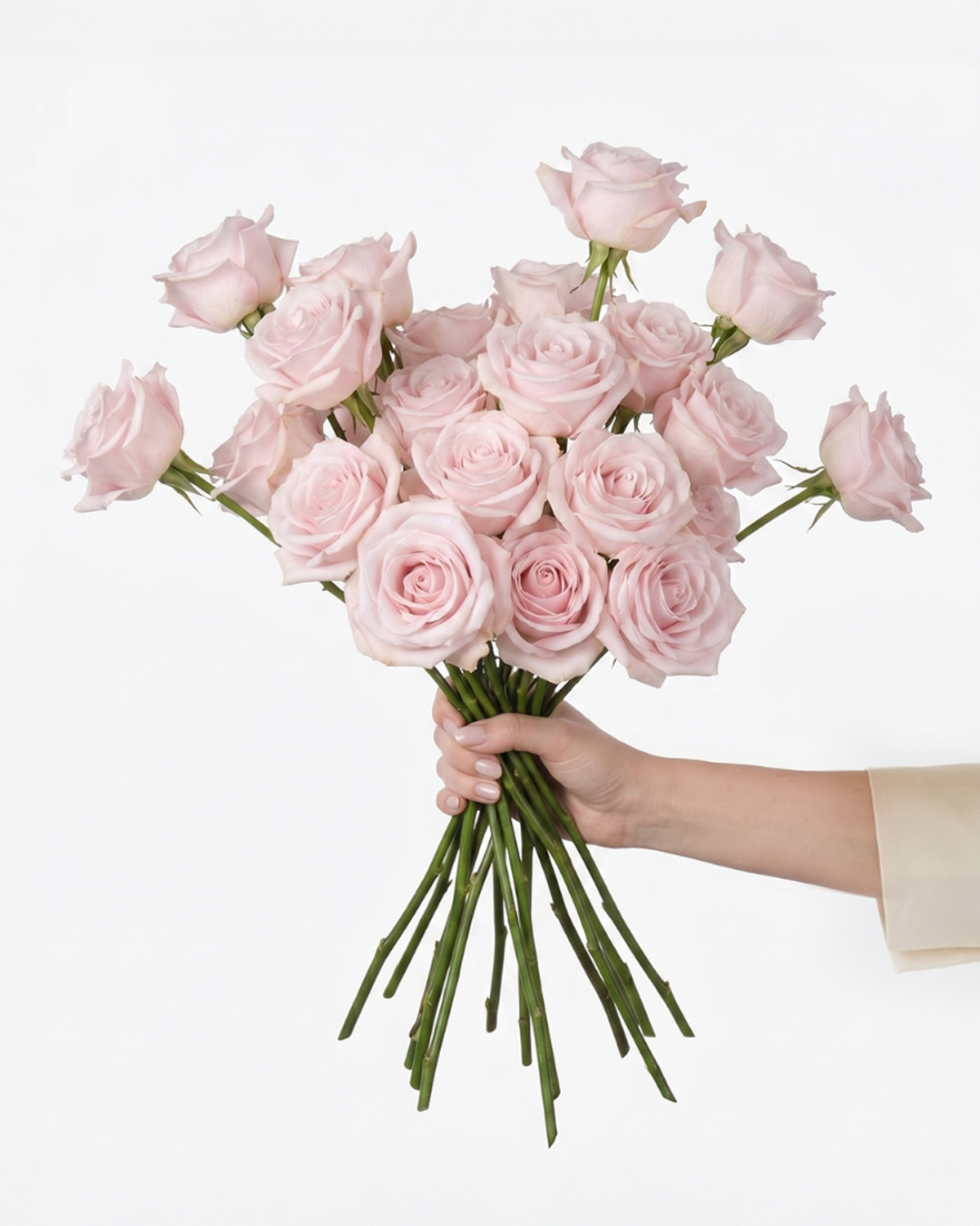 Pinky Promise Light Pink Rose