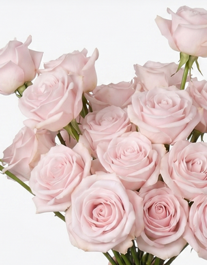 Pinky Promise Light Pink Rose
