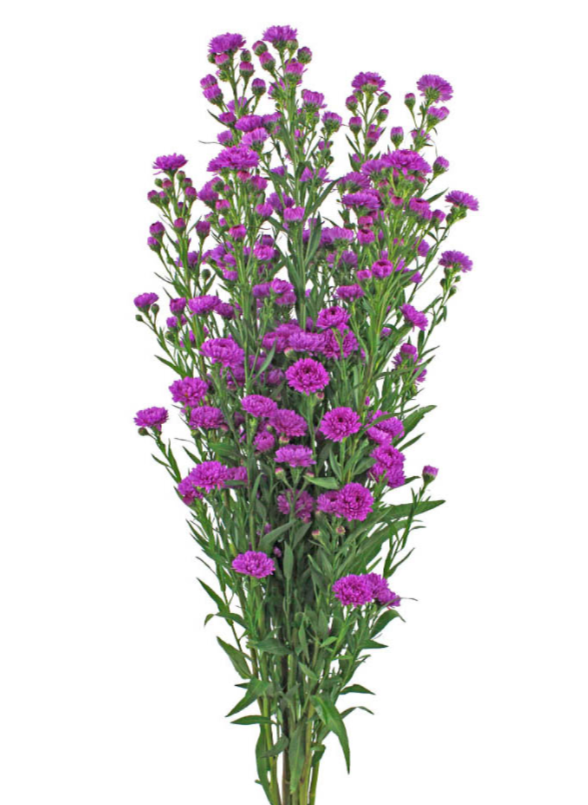 Pinky Purple Asters