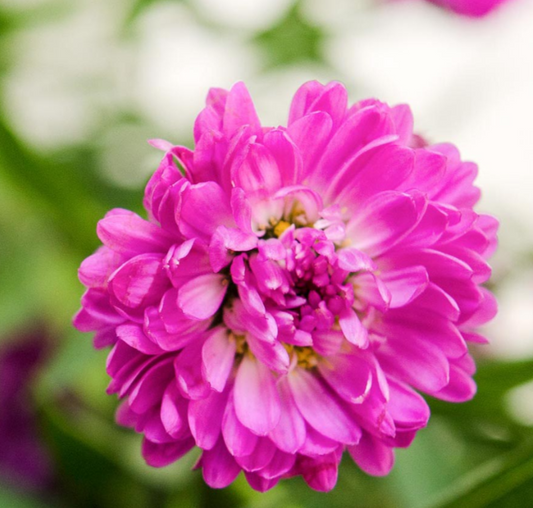Pinky Purple Asters