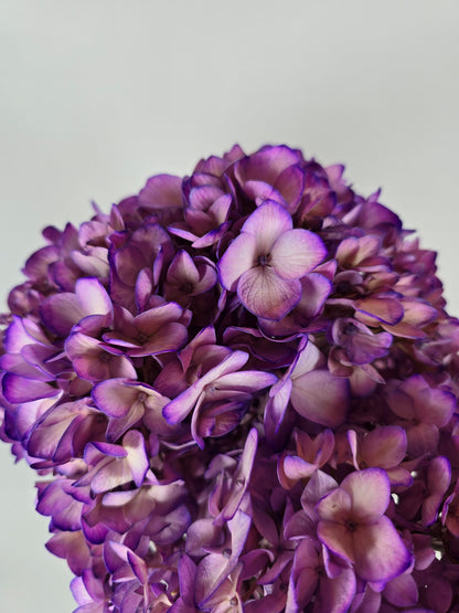Pinky Purple Tinted Hydrangea