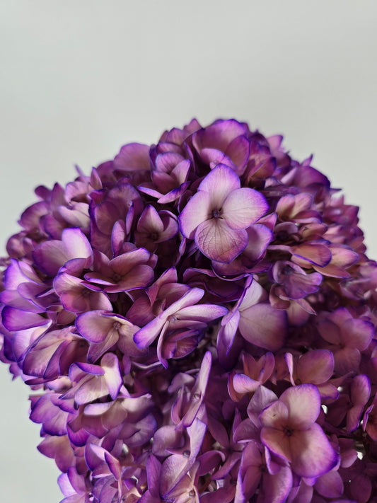 Pinky Purple Tinted Hydrangea
