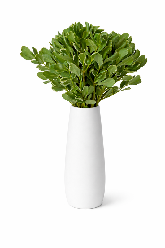 Pittosporum Variegated Greenery