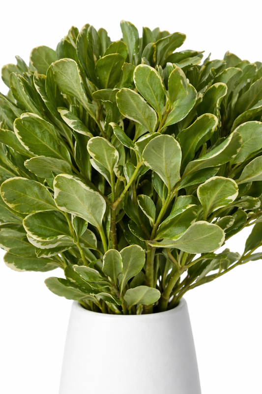 Pittosporum Variegated Greenery