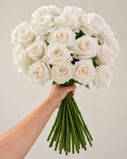 Playa Blanca White Rose