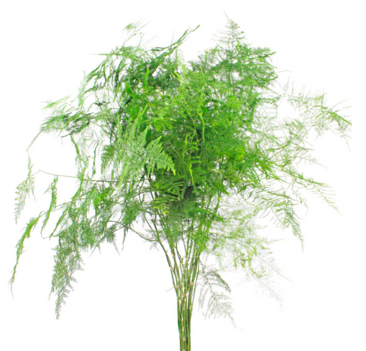 Plumosa Fern Greenery