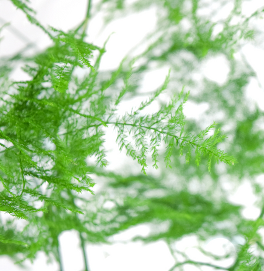 Plumosa Fern Greenery