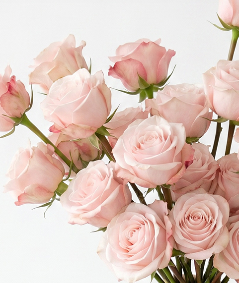 Pomarosa Light Pink Rose