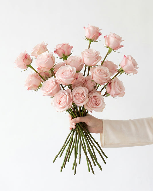Pomarosa Light Pink Rose