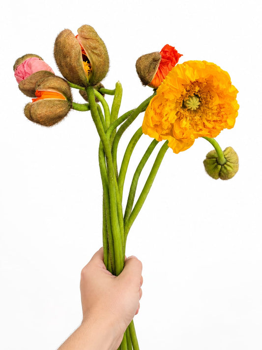 Assorted Poppies