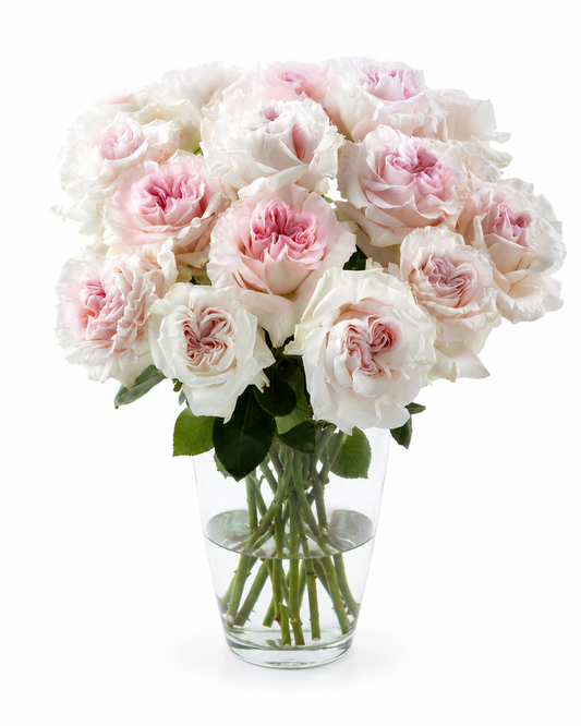Powder Puff Light Pink Garden Rose