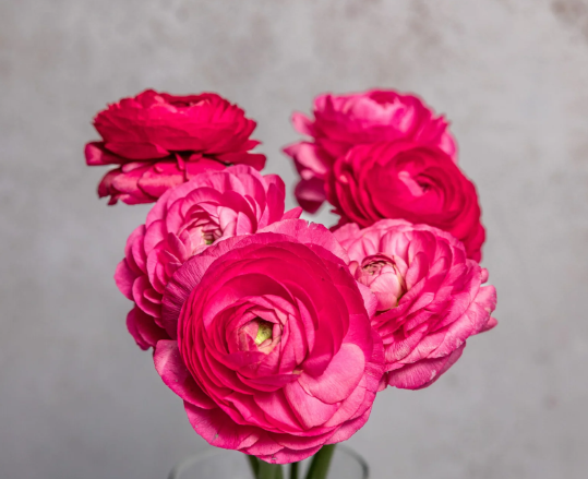 Pretty in Pink Anemone and Ranunculus Mixed Box