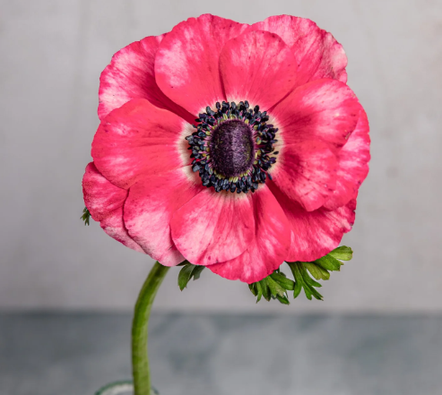Pretty in Pink Anemone and Ranunculus Mixed Box