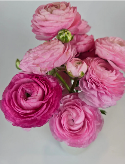 Pretty in Pink Anemone and Ranunculus Mixed Box