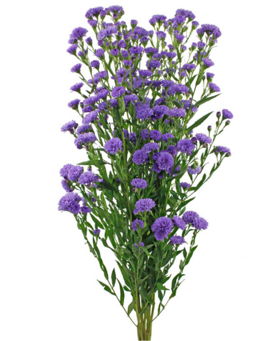 Purple Asters