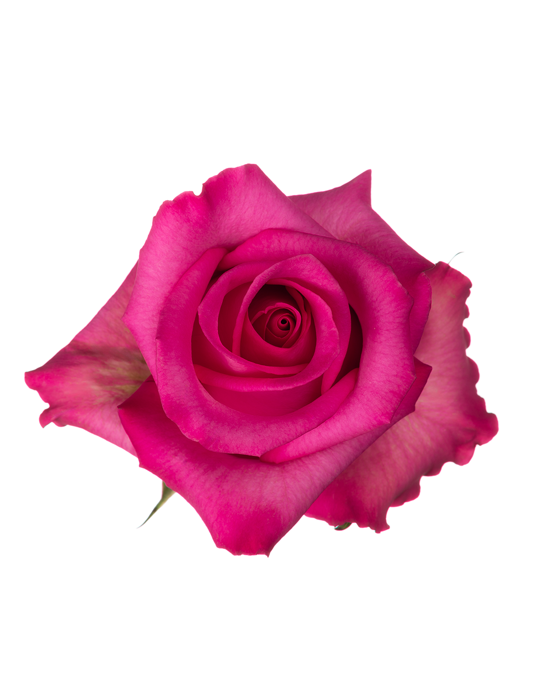 Purple Cezanne Hot Pink Roses