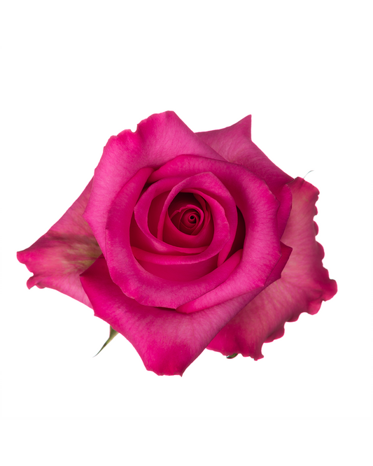 Purple Cezanne Hot Pink Roses
