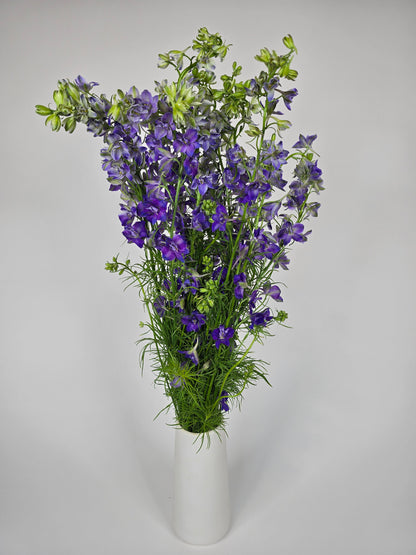Purple Larkspur