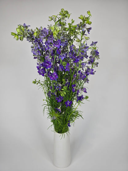 Purple Larkspur