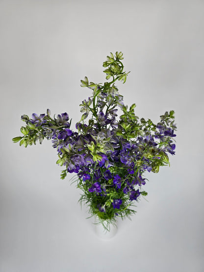 Purple Larkspur
