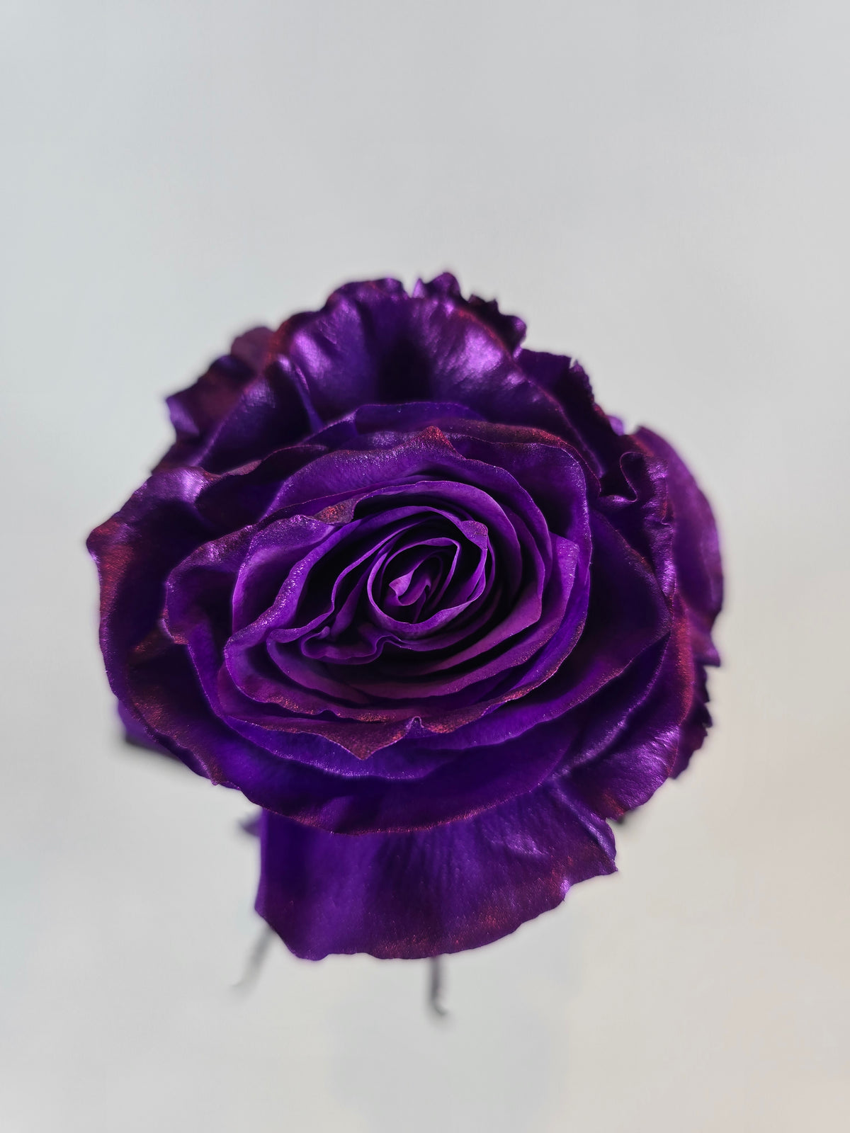 Real Metalic Purple Roses Purple Metallic Tinted Rose – The Flower Hype