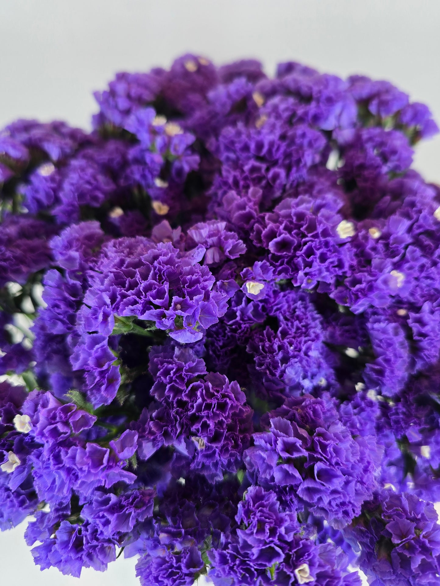 Purple Statice