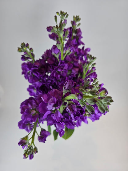 Purple Stock